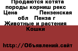 Продаются котята породы корниш-рекс › Цена ­ 5 000 - Пензенская обл., Пенза г. Животные и растения » Кошки   